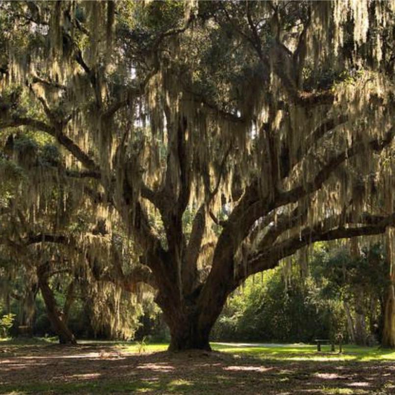 Landscape project photo from Live Oaks Landscapes